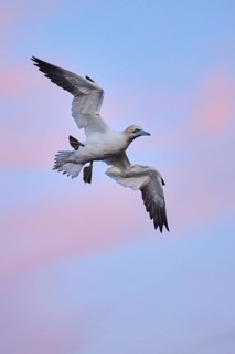 Northern gannet (Morus bassanus) flying in the sky at sunset, wildlife, Helgoland, Germany