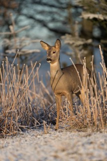 Roe deer standing in hoar frosted dead stinging nettle at minus 15 °C at sunrise. Trees and dead