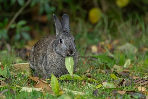 Rabbit (Oryctolagus cuniculus) wild adult animal feeding on a leaf in a garden in the autumn,
