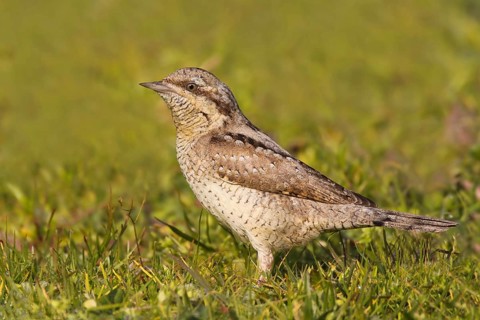 Eurasian Wryneck (Jynx torquilla), Alcochete, Portugal