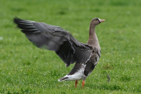 Greater White-fronted Goose (Anser albifrons), North Rhine-Westphalia, Germany