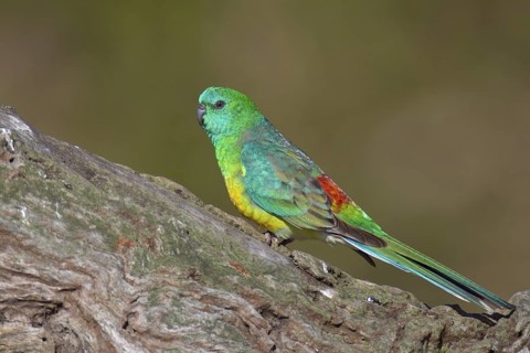 Red-rumped Parrot (Psephotus haematonotus) male, Victoria, Australia