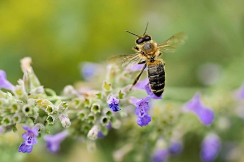 Western honey bee (Apis mellifera), taking off from a catmint (Nepeta faassenii) flower, Meienberg,