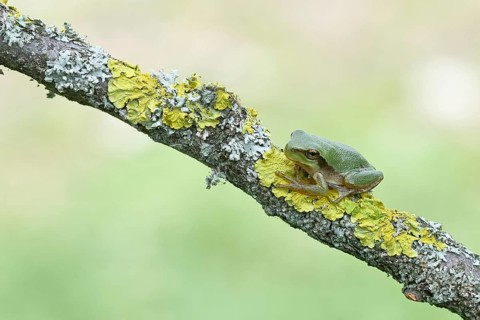 European tree frog (Hyla arborea) sitting on a lichen-covered branch in its natural environment,