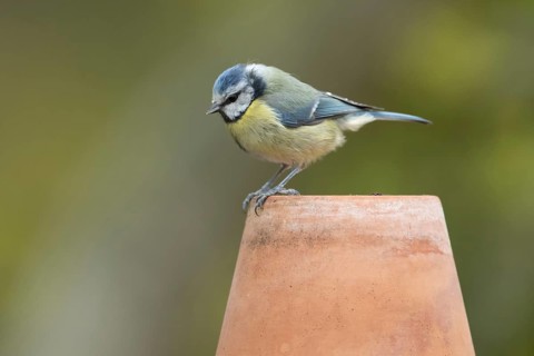 Blue tit (Cyanistes Caeruleus) adult garden bird on a plant pot, Suffolk, England, United Kingdom