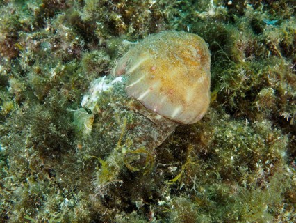 Brown parasitic rose (Calliactis parasitica) on seaweed in an underwater scene, dive site: Cap de