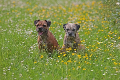 Border Terrier