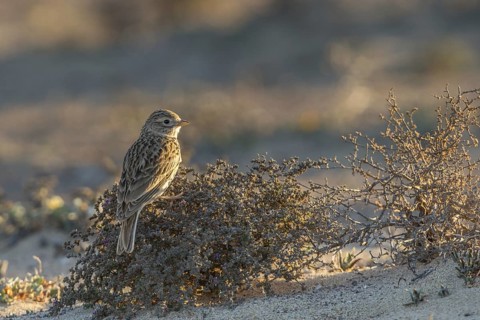 Lesser Short-toed Lark (Alaudala rufescens), Fuerteventura, Spain