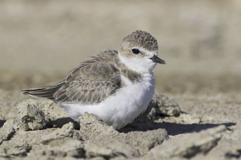 Snowy Plover (Charadrius nivosus), Oregon, USA