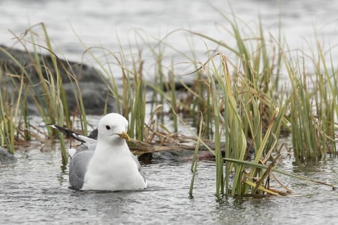 Mew Gull (Larus canus), Dalarna, Sweden