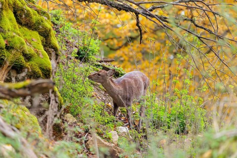 A female sika deer (Cervus nippon) crosses a rocky but vegetation-covered slope in search of food