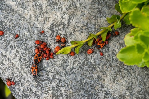Firebug, common fire bug, heteroptera, Pyrrhocoris apterus, insects, bugs