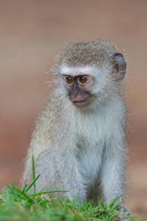 Vervet Monkey, (Chloroebus pygerythrus), vervet monkey, monkey, monkeys, primate, primates, family