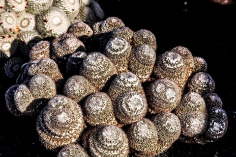 Mammillaria karwinskiana, Jardin de Cactus with more than 10000 cacti by Cesar Manrique, Guatiza,