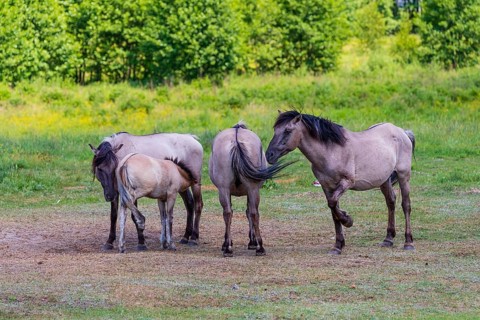 A herd of tarpans (Equus ferus) stands in a clearing in the Masuria tarpan horse reserve, belonging