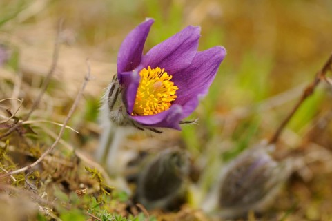 Close-up of a Pasque flower (Pulsatilla vulgaris), Upper Palatinate, Germany