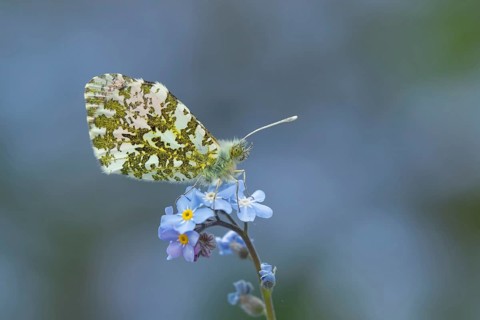 Orange tip butterfly (Anthocharis cardamines) adult male insect resting on a garden Forget-me-not