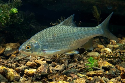 Roach, rutilus rutilus, swan, feather, fish, fishes, pisces
