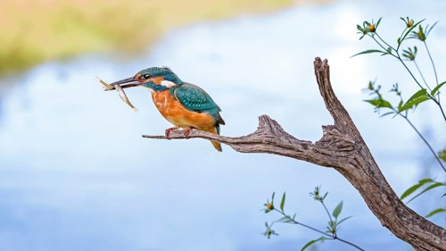 Common Kingfisher (Alcedo atthis) juvenile male carrying fish in bill, Saxony-Anhalt, Germany