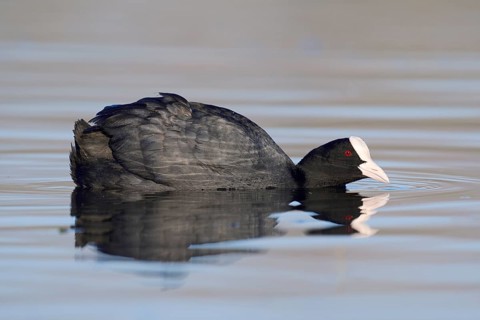 Common coot (Fulica atra) swimming, North Rhine-Westphalia, Germany