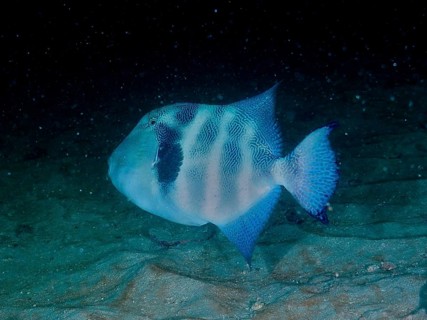 A bluish triggerfish, the rock triggerfish (Pseudobalistes naufragium), swims over the sandy seabed