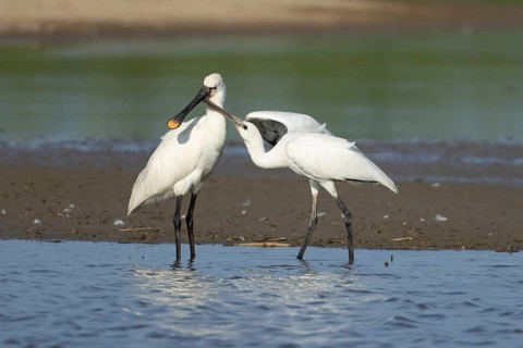 Eurasian spoonbill (Platalea leucorodia) adult bird with a juvenile bird begging for food in a