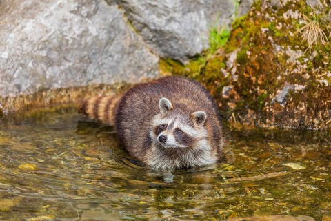 One adult Raccoon Procyon lotor, stands in the shallow water of a creek between rocks