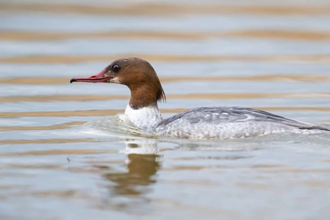 Common merganser (Mergus merganser) female, Germany