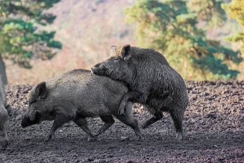 A male wild boar (Sus scrofa) runs after a female to mate
