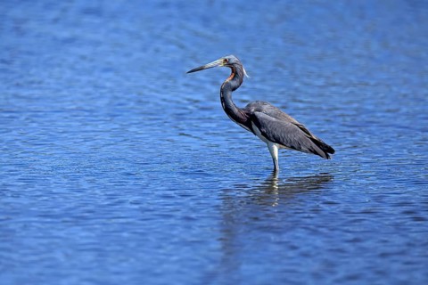 Tricoloured Heron (Egretta tricolor), adult, in the water, foraging, Merritt Island, Black Point