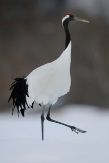 Red-crowned Crane (Grus japonensis), Hokkaido, Japan