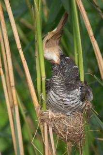 Common Cuckoo & Eurasian Reed Warbler (Cuculus canorus & Acrocephalus scirpaceus) Eurasian Reed