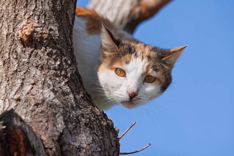 Domestic cat (Felis silvestris catus), climbing in a tree, Pamukkale, Turkey