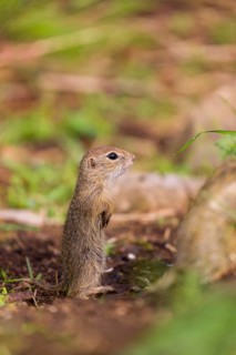 A young European ground squirrel (Spermophilus citellus) or European souslik stands tall on rocky
