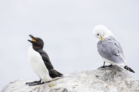 Razorbill (Alca torda) with open beak, next to kittiwake (Rissa tridactyla) grooming, Hornøya
