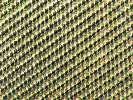 Cultivated trees. Aerial view. Drone shot. Huelva province, Andalusia, Spain