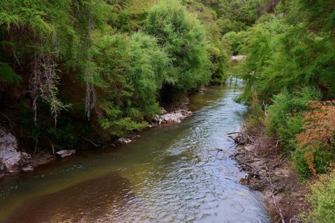 A tranquil river flows through a green forest surrounded by lush vegetation, Wai-O-Tapu Thermal
