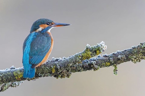 Kingfisher (Alcedo atthis) female, territory, on perch, lurking, foraging, hunting prey, fishing,