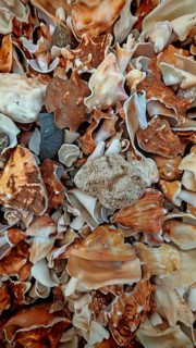 Close-up of a collection of shells (concha) on the beach, Mindelo, Sao Vicente, Cabo Verde, Cape
