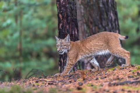 One young Eurasian lynx, (Lynx lynx), walking thru a forest. Green vegetation around him