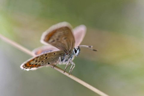 Argus blue, plebeius argus, silver-studded blue, butterfly, high size, portrait format, insects,