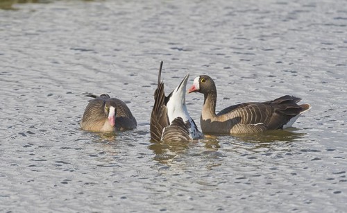 Lesser White-fronted Goose (Anser erythropus), Schleswig-Holstein, Germany