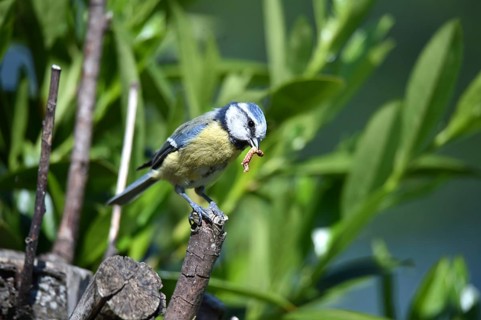Blue tit with caterpillar in beak sits proudly on a branch in the forest, blue tit Cyanistes