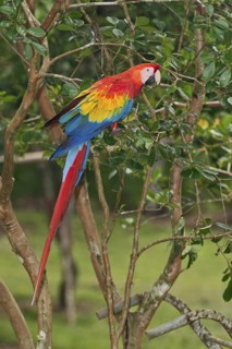 Scarlet Macaw (Ara macao), Costa Rica