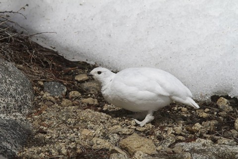 White-tailed Ptarmigan (Lagopus leucura), California, USA