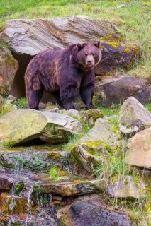 A eurasian brown bear (Ursus arctos arctos) leaves his rocky den situated above a small cataract