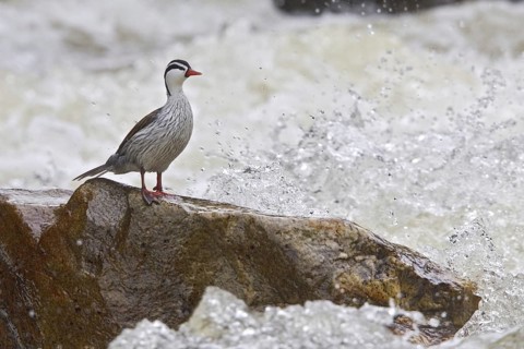 Torrent Duck (Merganetta armata) male, Ecuador