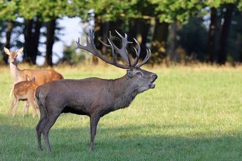 Red deer (Cervus elaphus) in mating season, capital stag with hinds in a forest clearing, wildlife,