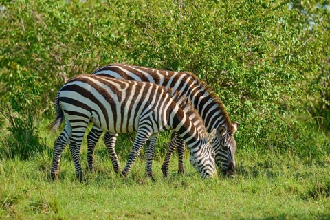 Two zebras are grazing in the savannah against a green background, Quagga (Equus quagga), Masai