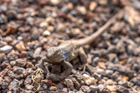 Male Canary Island lizard (Gallotia galloti), Tenerife, Canary Islands, Spain
